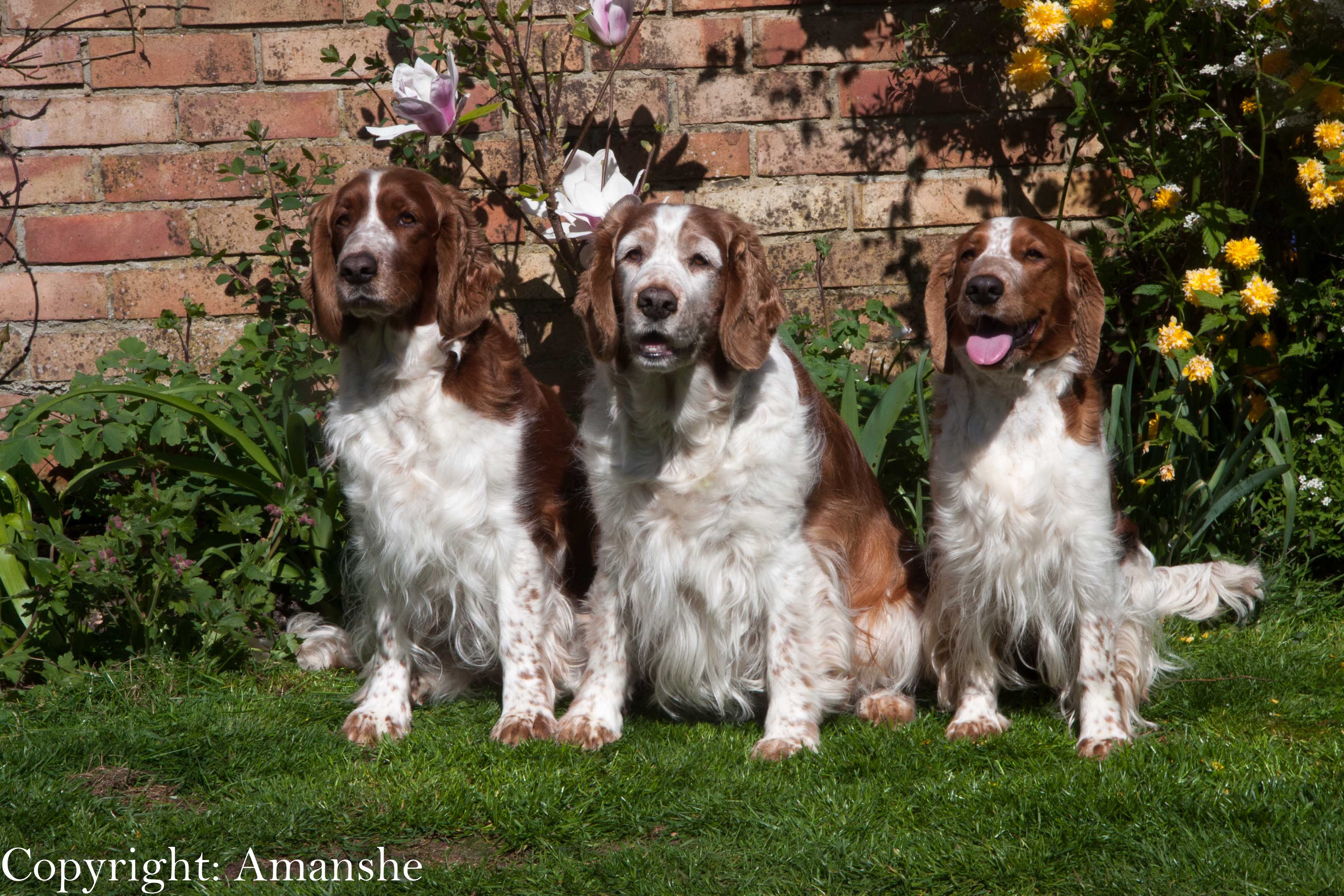 The 3 Girls