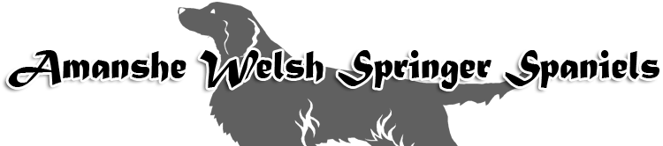 Amanshe Welsh Springer Spaniels